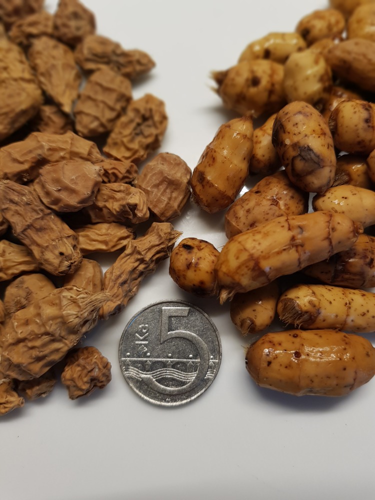 Obrovský Africký XXXL tygří ořech 15-35mm 10 kg