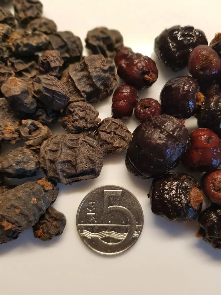 Černý tygří ořech 15-35mm 12,5kg