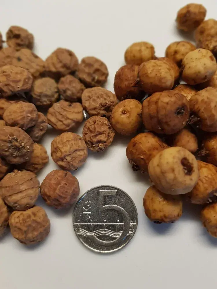 Tygří ořech Jumbo XXL 12-19mm 1kg