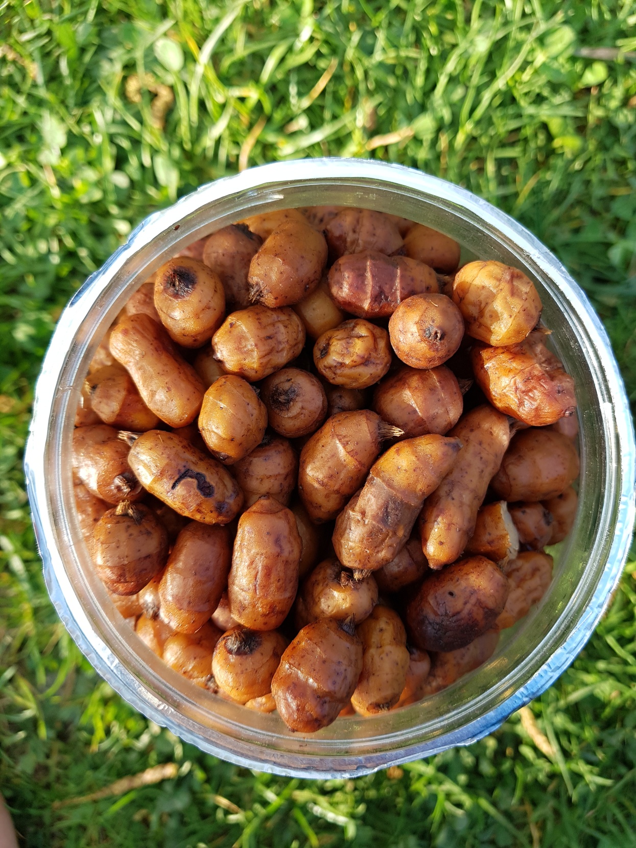 Set Tygřího ořechu XXL 22-35mm, práškový dip a tygří ořech sirup