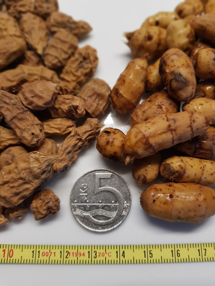 Obrovský Africký XXXL tygří ořech 15-35mm 10 kg