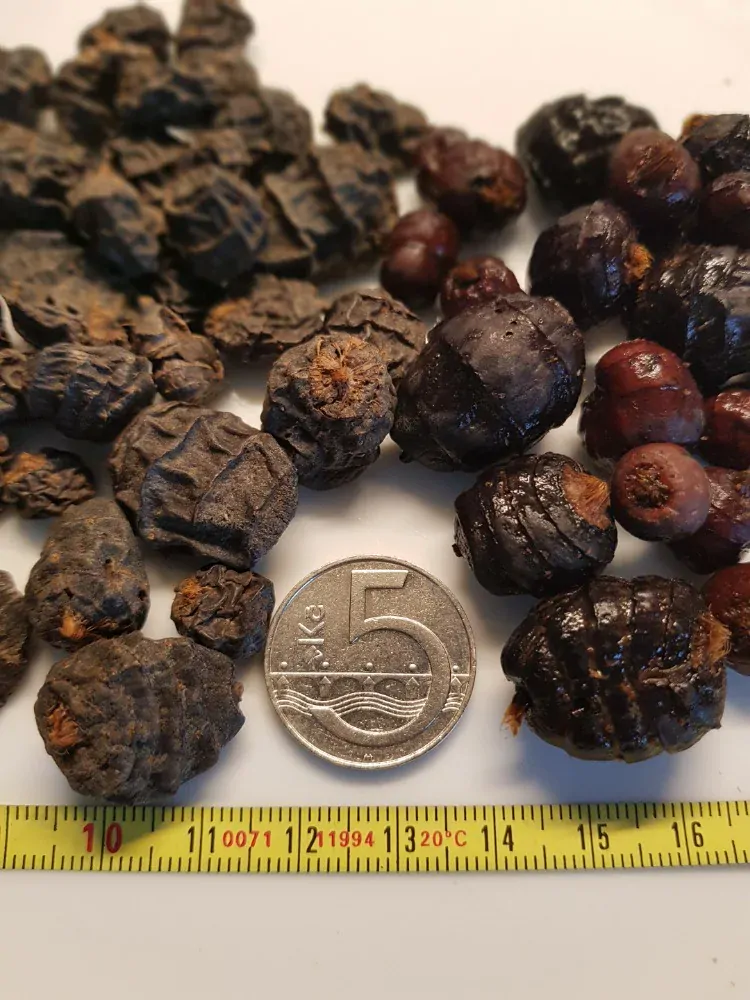 Černý tygří ořech 15-35mm 12,5kg