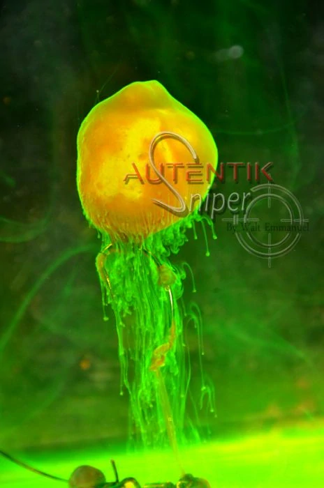 Autentik Sniper Ananas-Kokos Fluo Dip