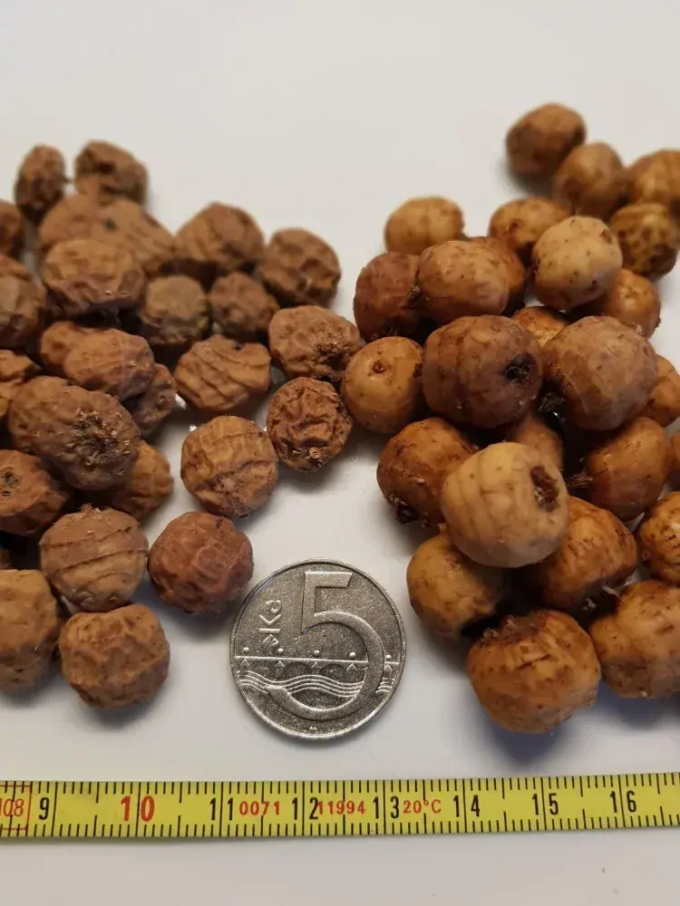 Tygří ořech Jumbo XXL 12-19mm 1kg