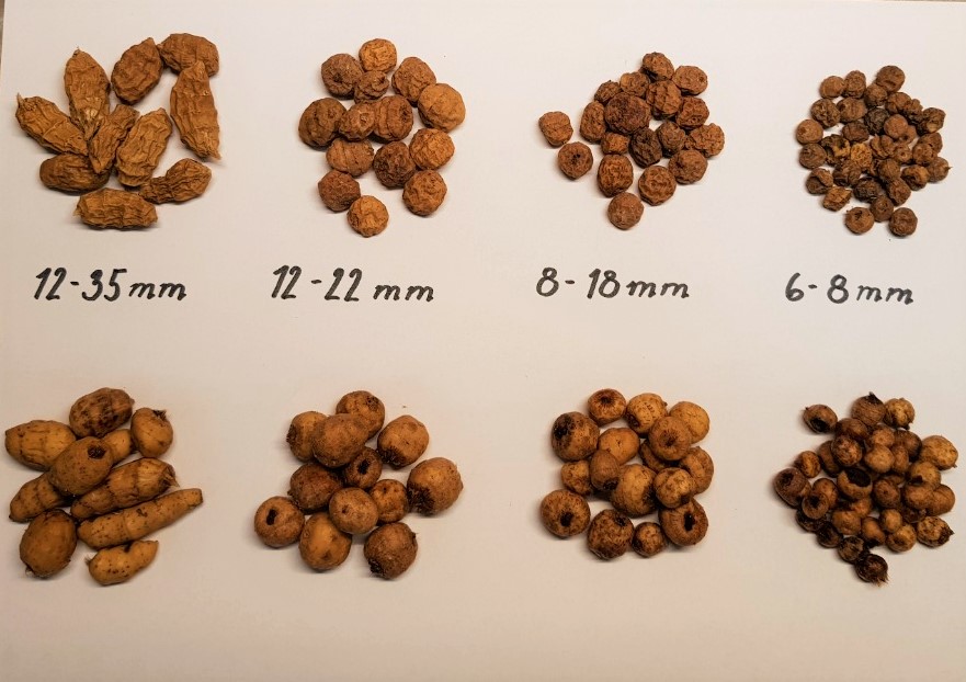 Obrovský Africký XXXL tygří ořech 15-35mm 10 kg