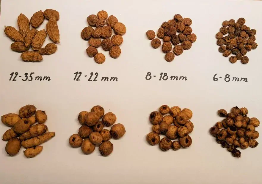 Tygří ořech Jumbo XXL 12-19mm 10kg