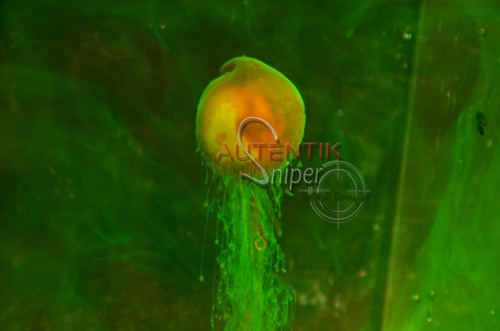 Autentik Sniper Kalash67 (Kiwi/Ananas) Fluo Dip