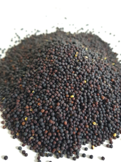 Výběrová řepka pro rybáře 5kg AKCE